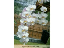 Phal philippinensis Orchidview 1.JPG