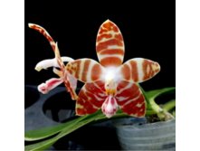 P.amboinensis v.common.jpg