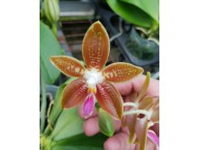 P.corningiana.jpg