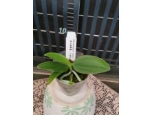 P.lobbii.jpg