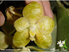 Phalgigantea alba.jpg