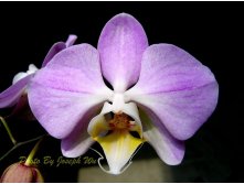 8cbfb186c18a36e6b006cfe3a21bd23c--joseph-phalaenopsis.jpg