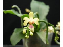 P.deliciosa.jpg