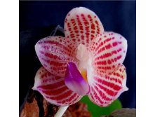 P.javanica'Miki' self 3.jpg