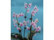 P.modesta.jpg