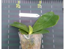 P.bellina 2.jpg