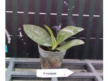 P.modesta2.jpg