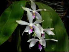 P.fimbriata.jpg