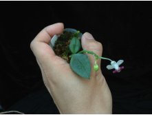 P.parishii 2.jpg
