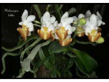 Phalaenopsis-lobbii2.jpg