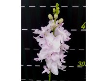 P.pulcherrima(pink).jpg