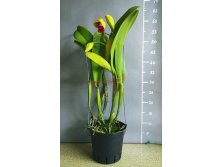 Blc.Chun Yeah KKl-96.jpg