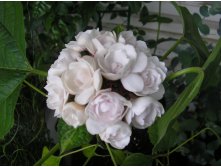 Клеродендрум филиппинский (Clerodendrum philippinum) - пример цветения ...