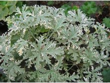 Pelargoniya-dushistaya-Lady-Plymouth.jpg