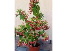 Квисквалис индийский (Quisqualis indica)- пример взрослого растения ...