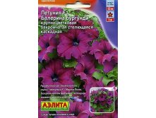 петуния балерина бургунди.jpg