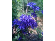  Clematis-the-president-flowers-for-gardens.jpg