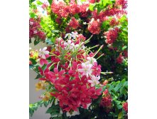 Квисквалис индийский (Quisqualis indica)- пример цветения ...