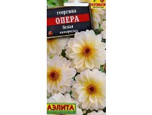 георгина опера белая.jpg