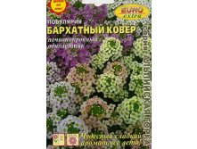 лобулярия бархатный ковер.jpg