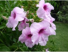 Пандорея жасминовидная - пример цветения ...
