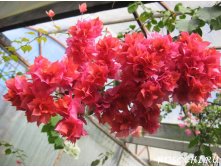 Бугенвиллея Дабл Ред ( Double Red)- пример цветения ....