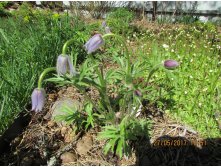 Pulsatilla davurika( ) - 80  (9)