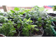 продаваемые укорененные черенки