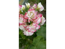 Appleblossom rosebud