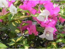 Бугенвиллия пестролистная биколор Mary Palmer- пример цветения ...