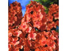  Paniculata Orange Perfection