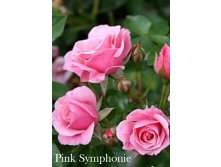 Pink Symphonie, 205.  ( 1).jpg