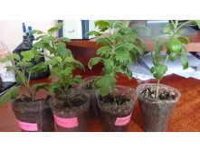 продаваемые укорененные черенки