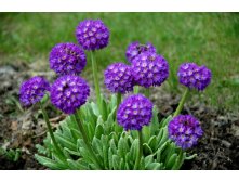  Primula denticulata blue