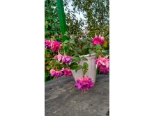 IMG 20170930 155402 HDR.jpg