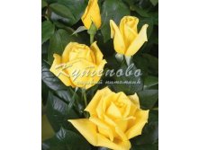 Роза чайно-гибридная "Ландорра" С2  300р