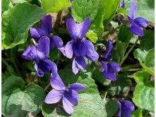   (Viola odorata)