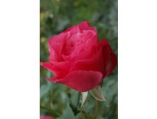 АМАЛИЯ (AMALIA).jpg