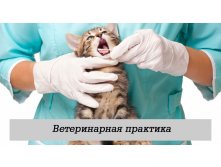 Ветеринарная практика