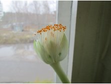 IMG 5233.JPG