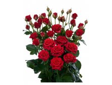 МИРАБЕЛЬ СПРЕЙ (SPRAY MIRABEL).jpg