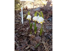 IMG 20180420 153245.jpg