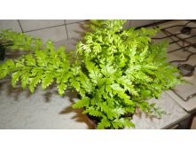   (Asplenium bulbiferum)- 450 .