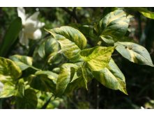 Syringa vugaris 'Aucubifolia' -   'President Grevy'