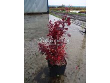 Барбарис Тунберга С2 272р