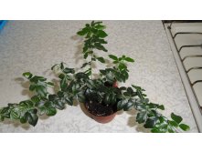 Трифазия трифолия (Тriphasia trifolia)- мама ....