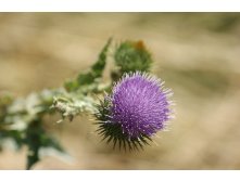 Thistle-183467 640.jpg