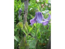   (Clematis Olgae)