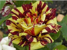 Роза флорибунда "Симсалабим" С2 300р