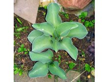 Hosta "Mouse Ears"